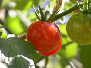 tomatoes-3-1532477-640x480